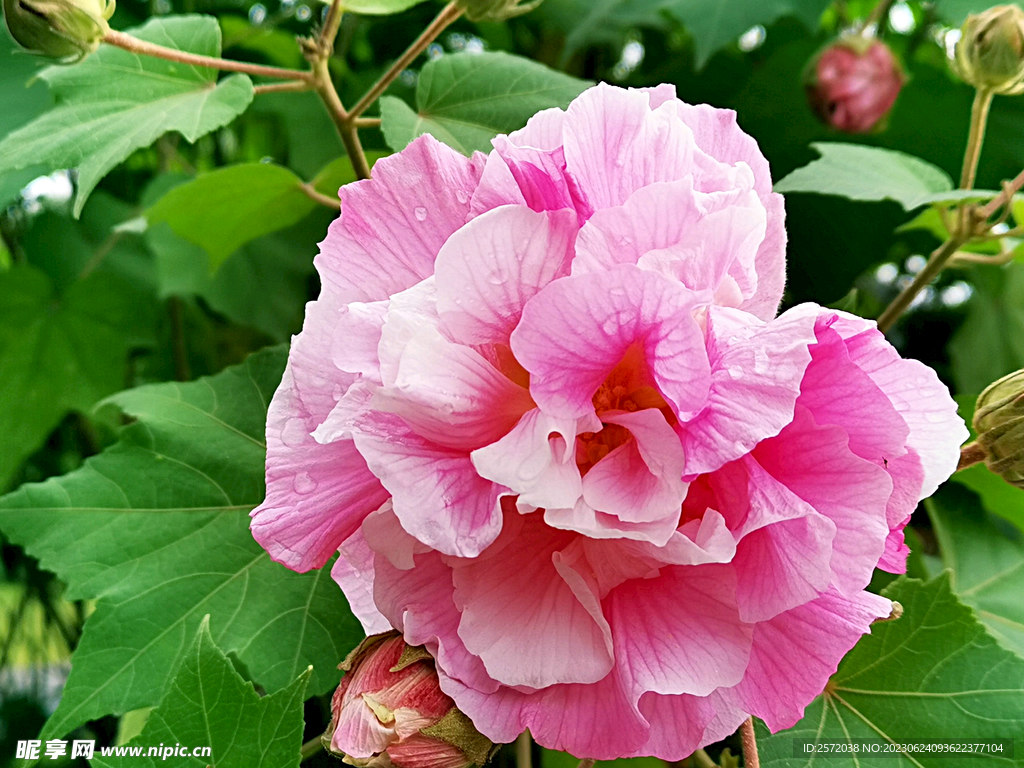 芙蓉花开