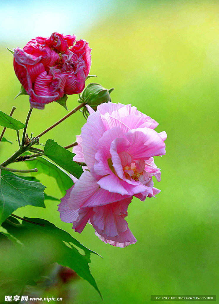 芙蓉花开
