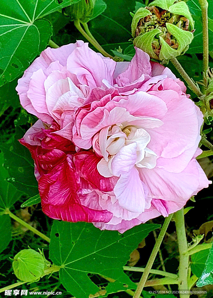芙蓉花开