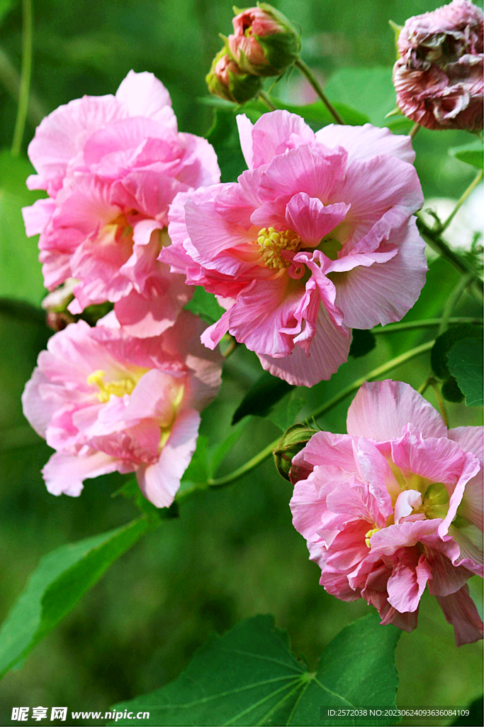 芙蓉花开