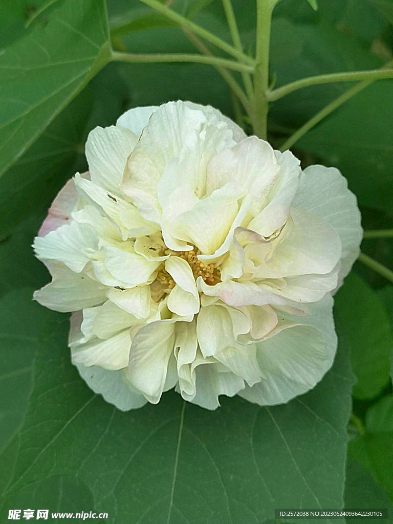 芙蓉花开
