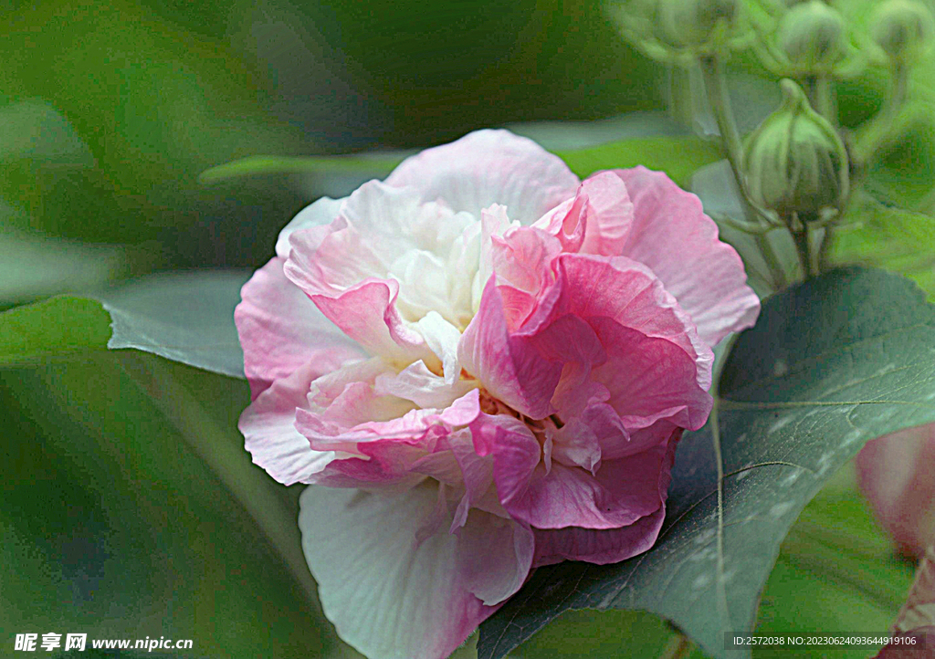芙蓉花开