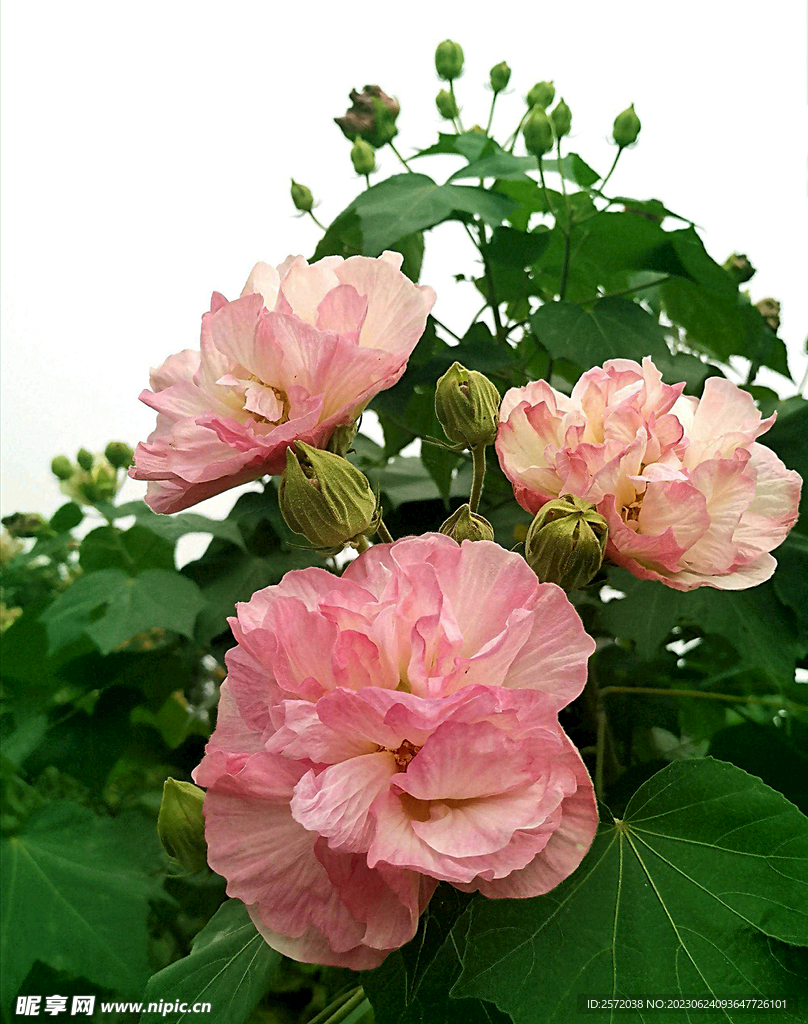 芙蓉花开