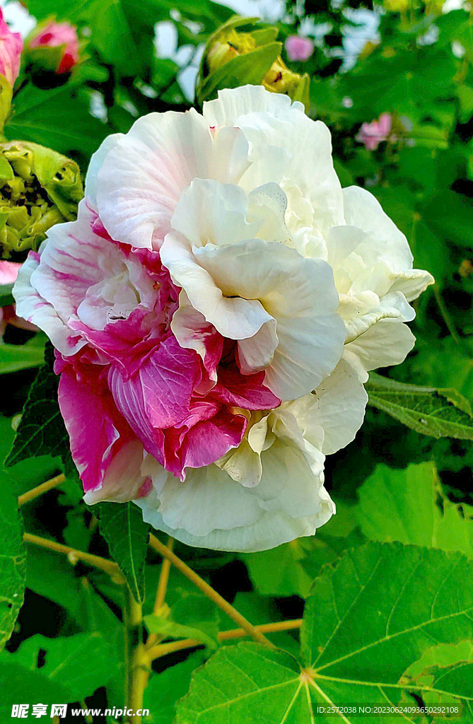芙蓉花开
