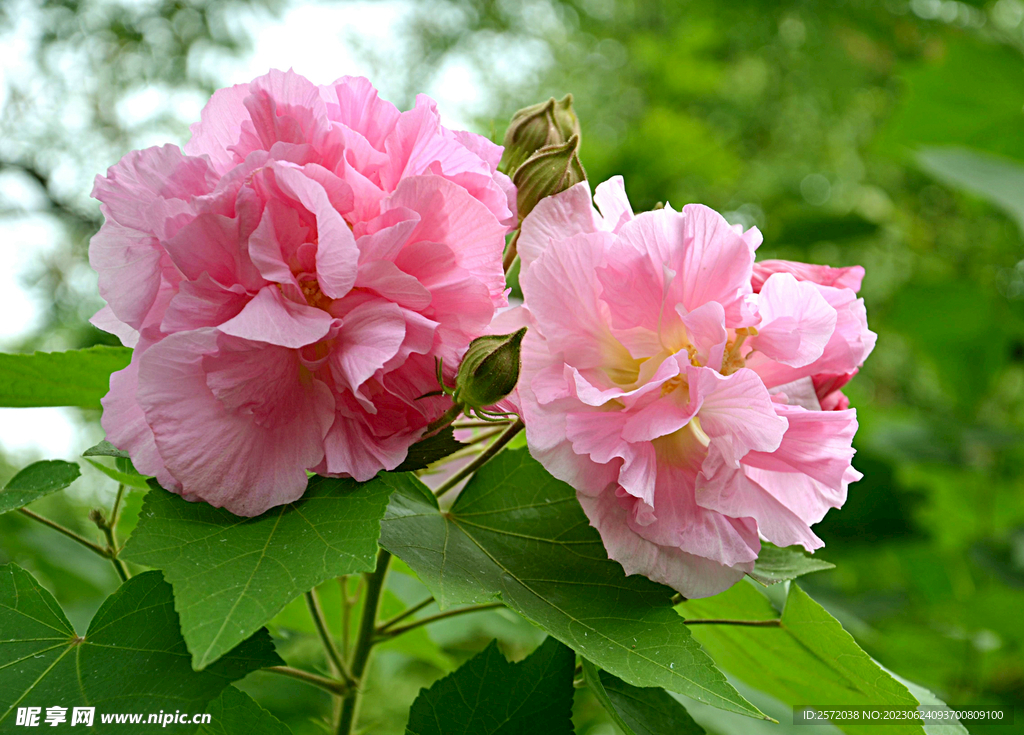 芙蓉花开