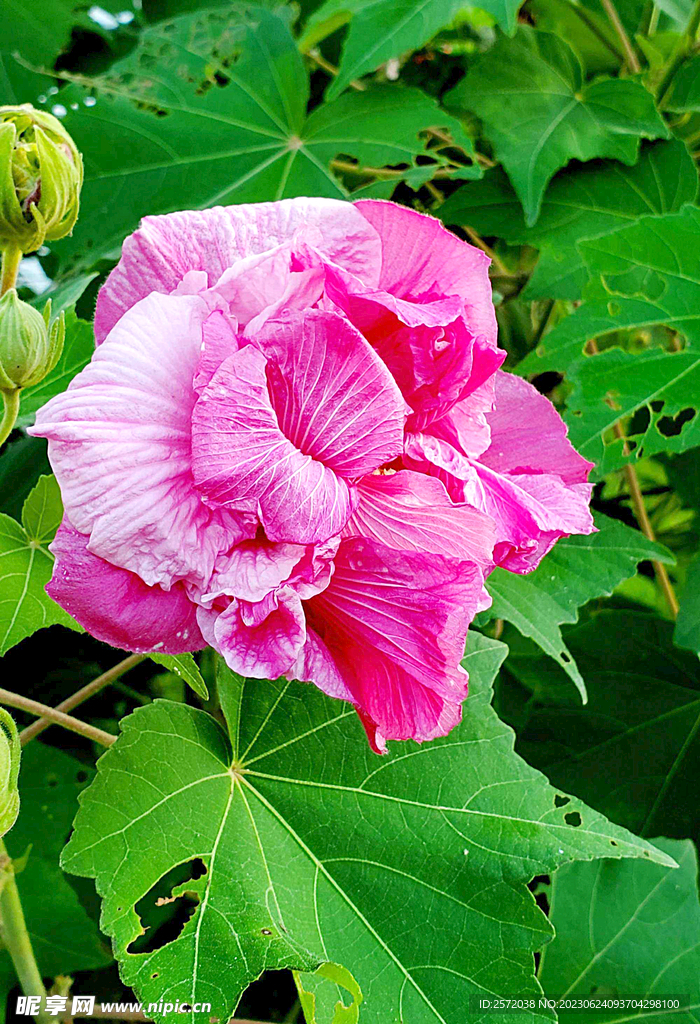 芙蓉花开