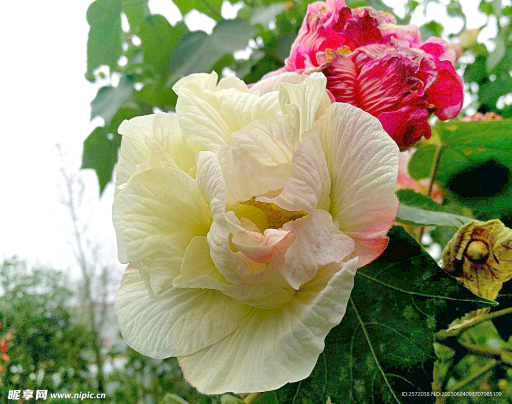 芙蓉花开