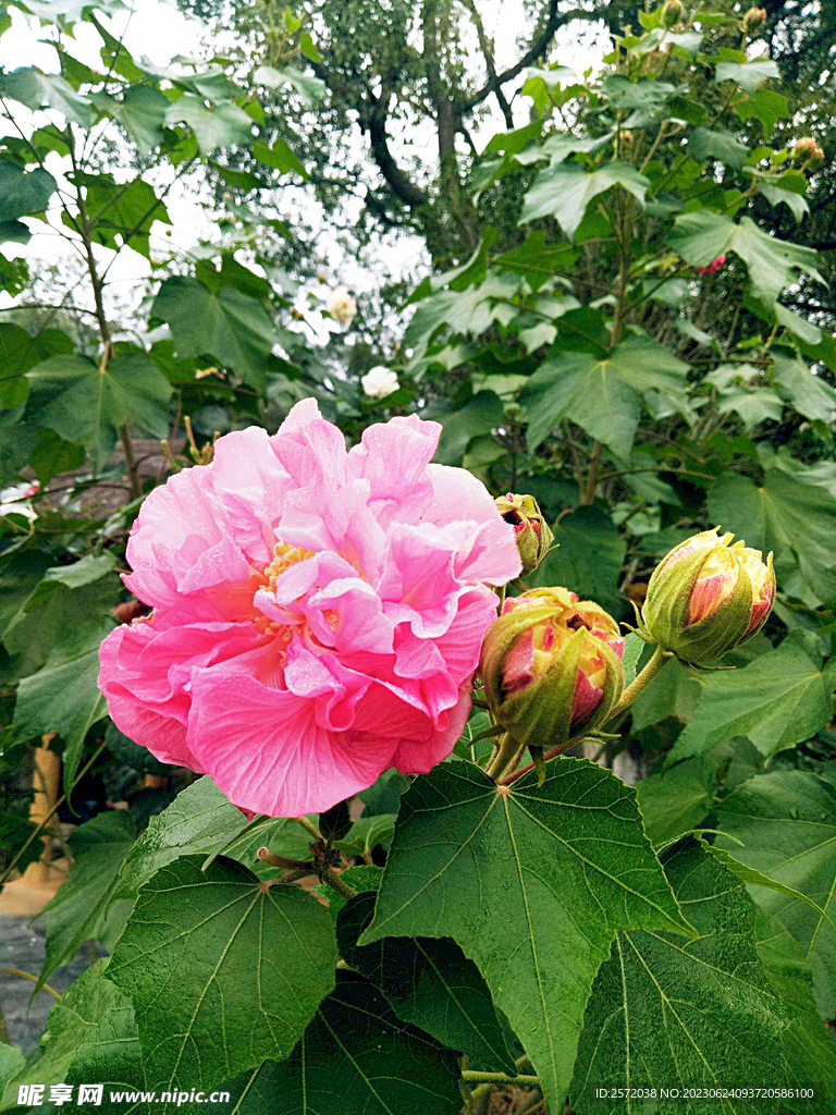 芙蓉花开