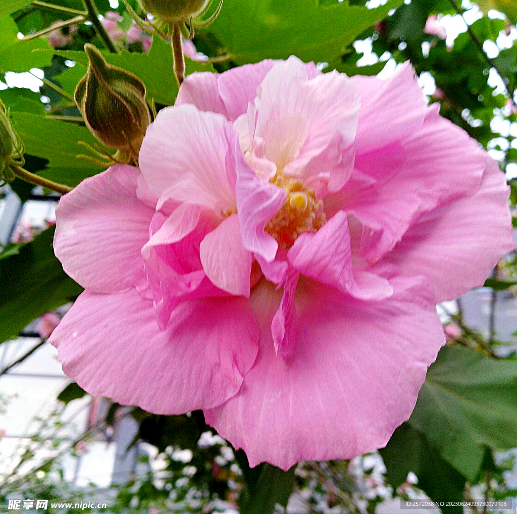 芙蓉花开