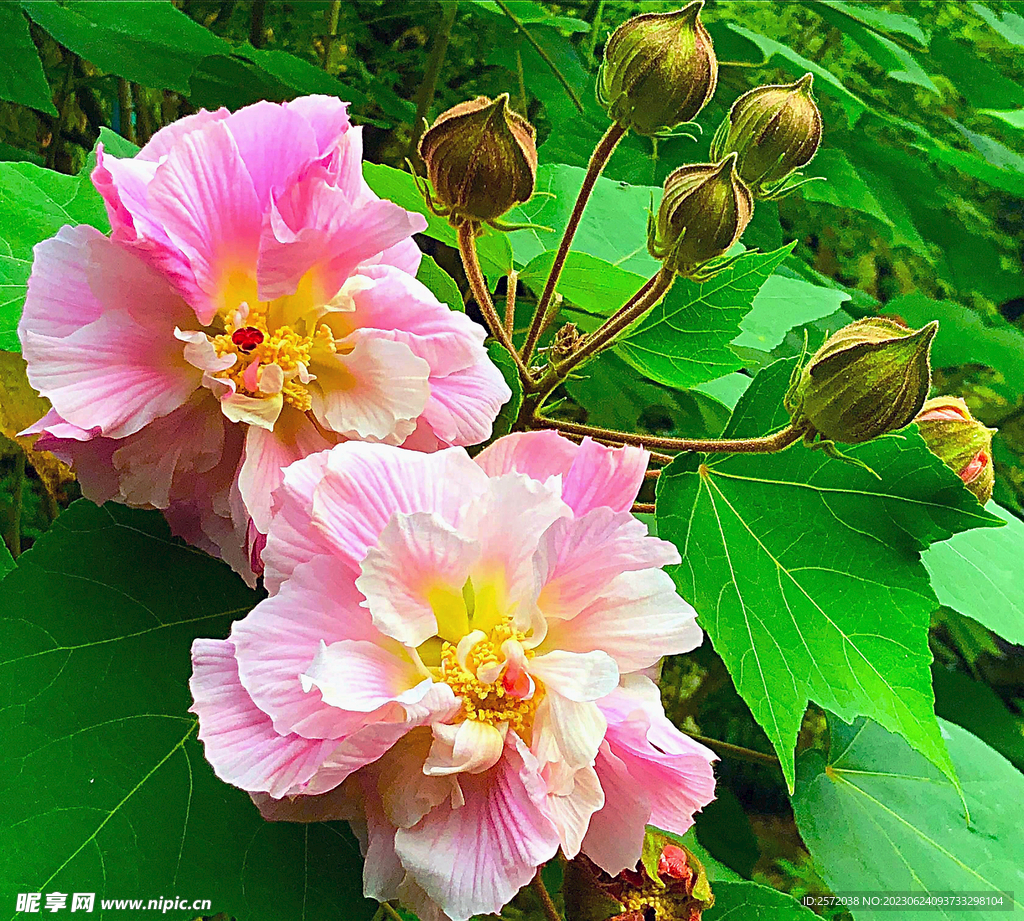 芙蓉花开
