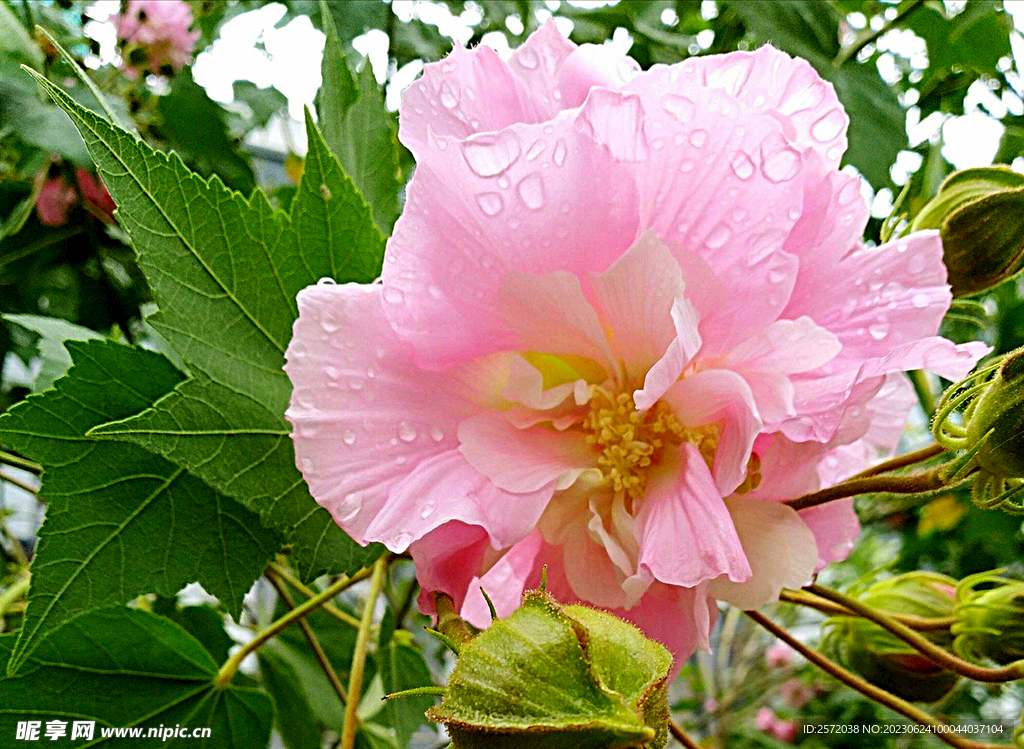 芙蓉花开