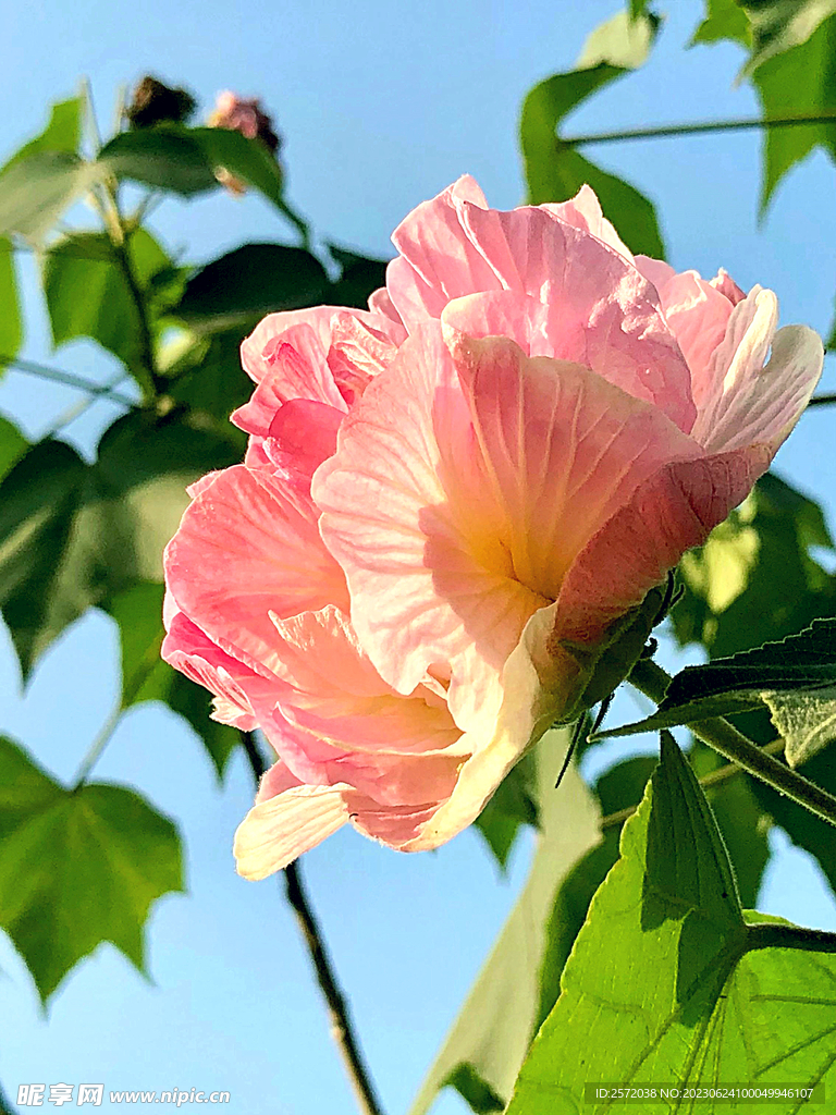 芙蓉花开