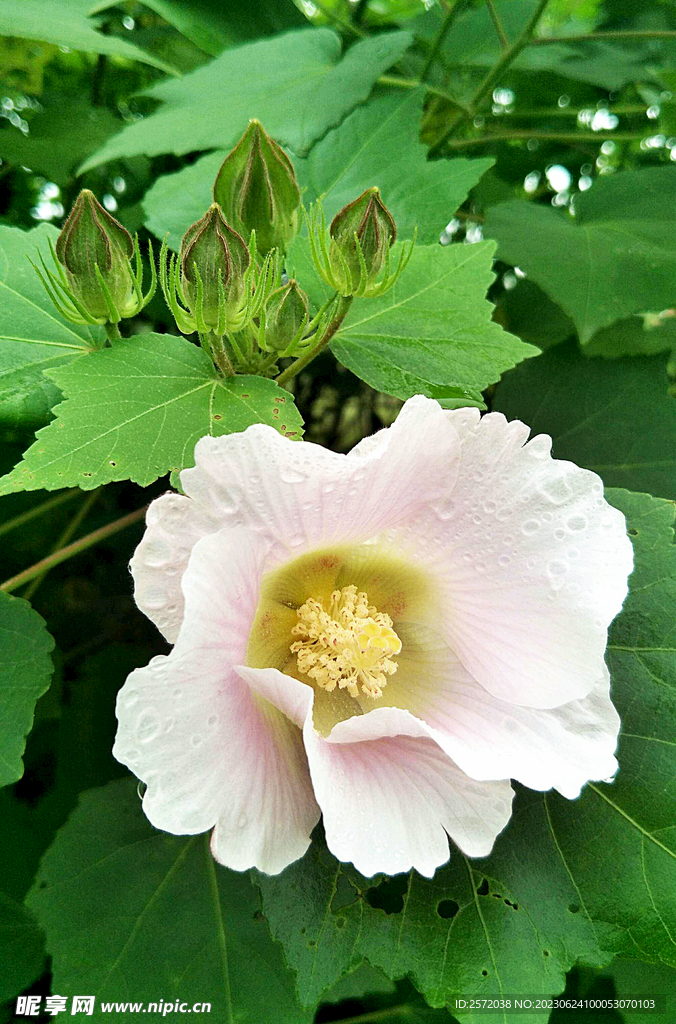 芙蓉花开