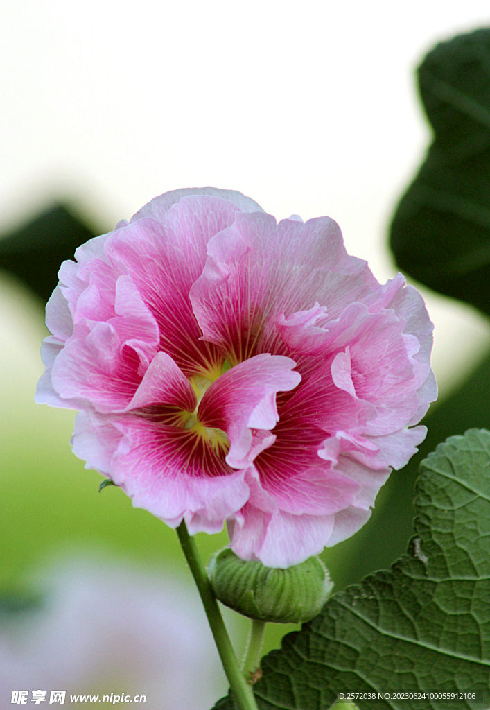 芙蓉花开