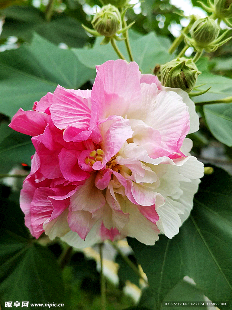 芙蓉花开