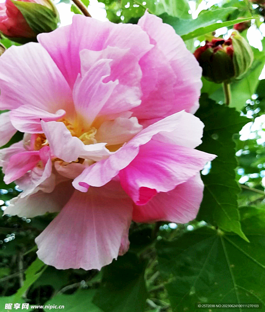 芙蓉花开