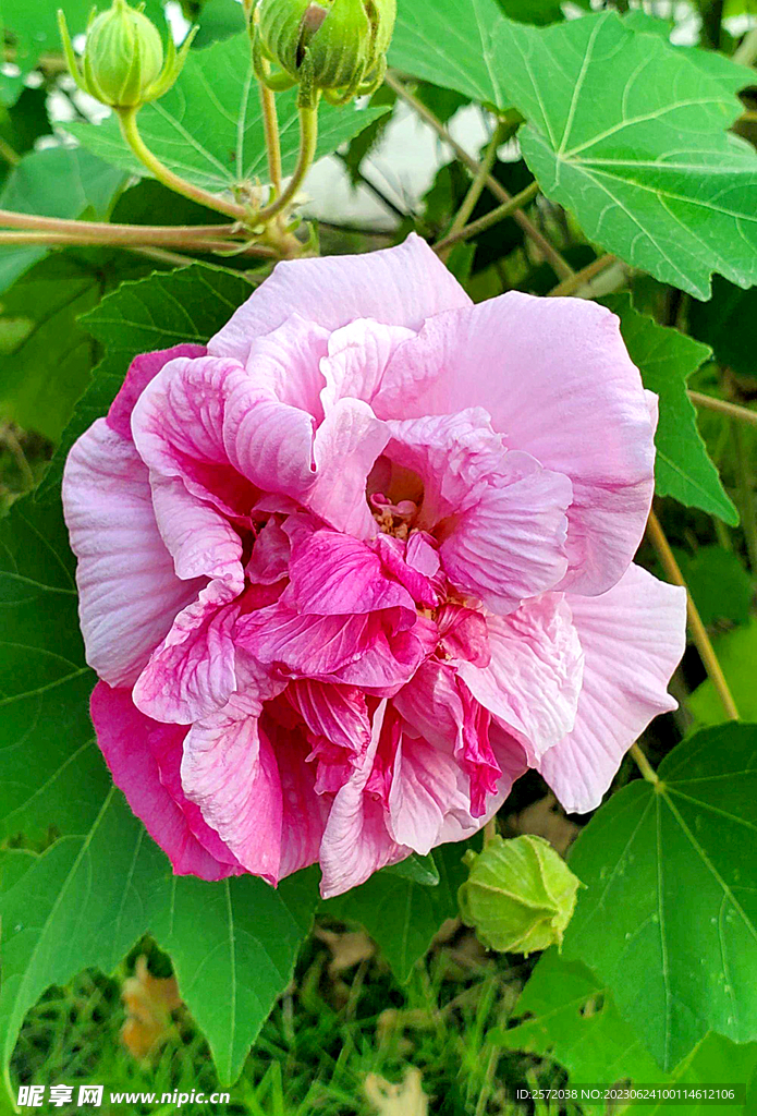 芙蓉花开
