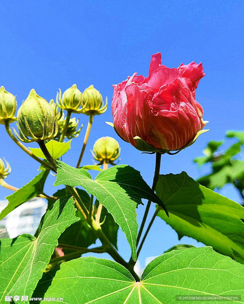 芙蓉花开