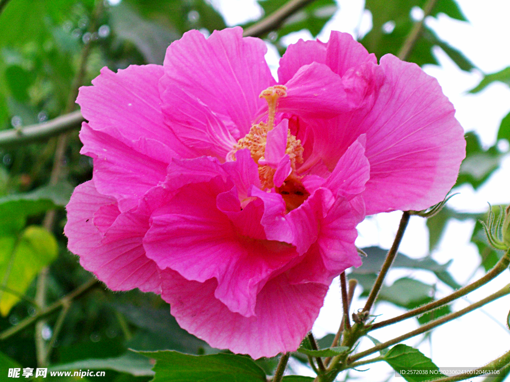 芙蓉花开