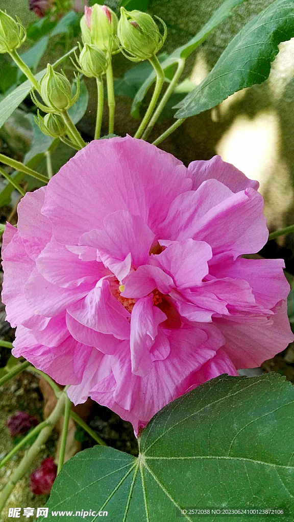 芙蓉花开