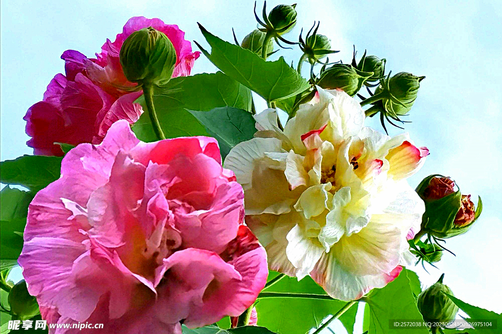 芙蓉花开