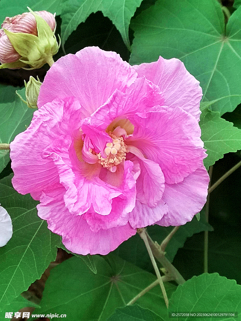 芙蓉花开