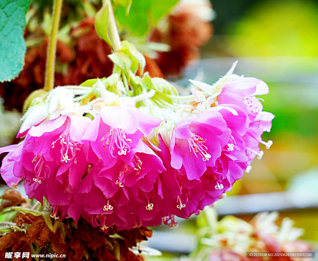 芙蓉花开