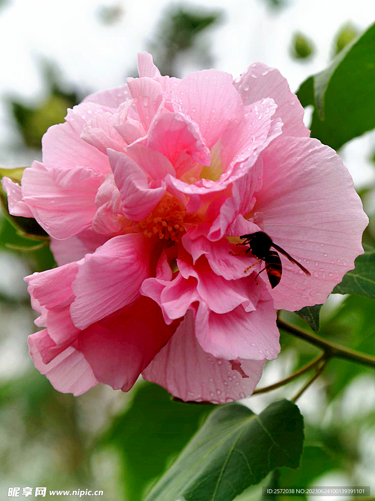 芙蓉花开