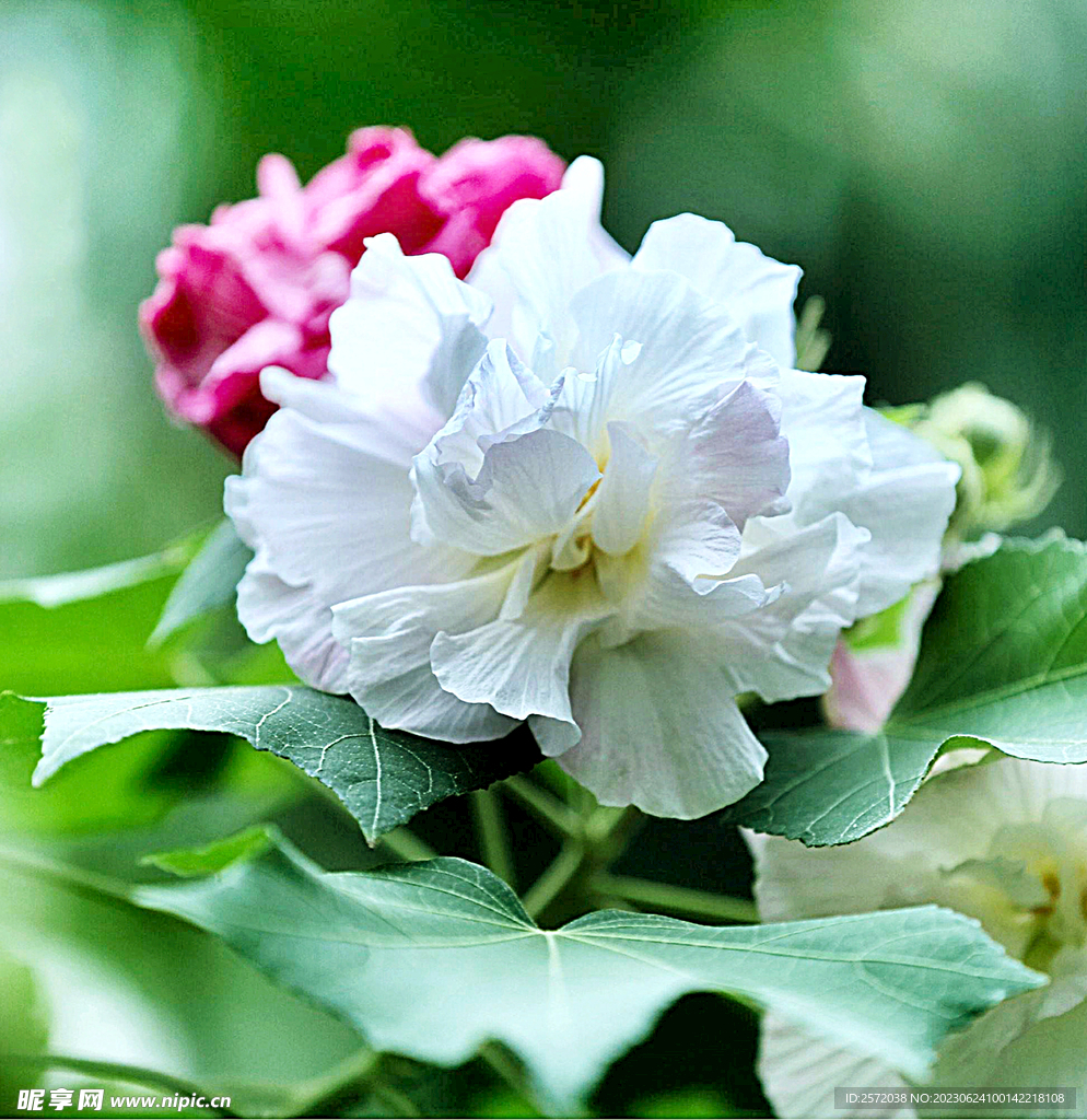 芙蓉花开