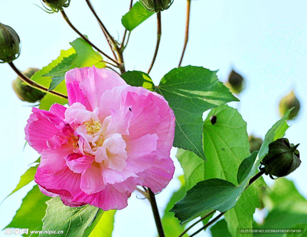 芙蓉花开