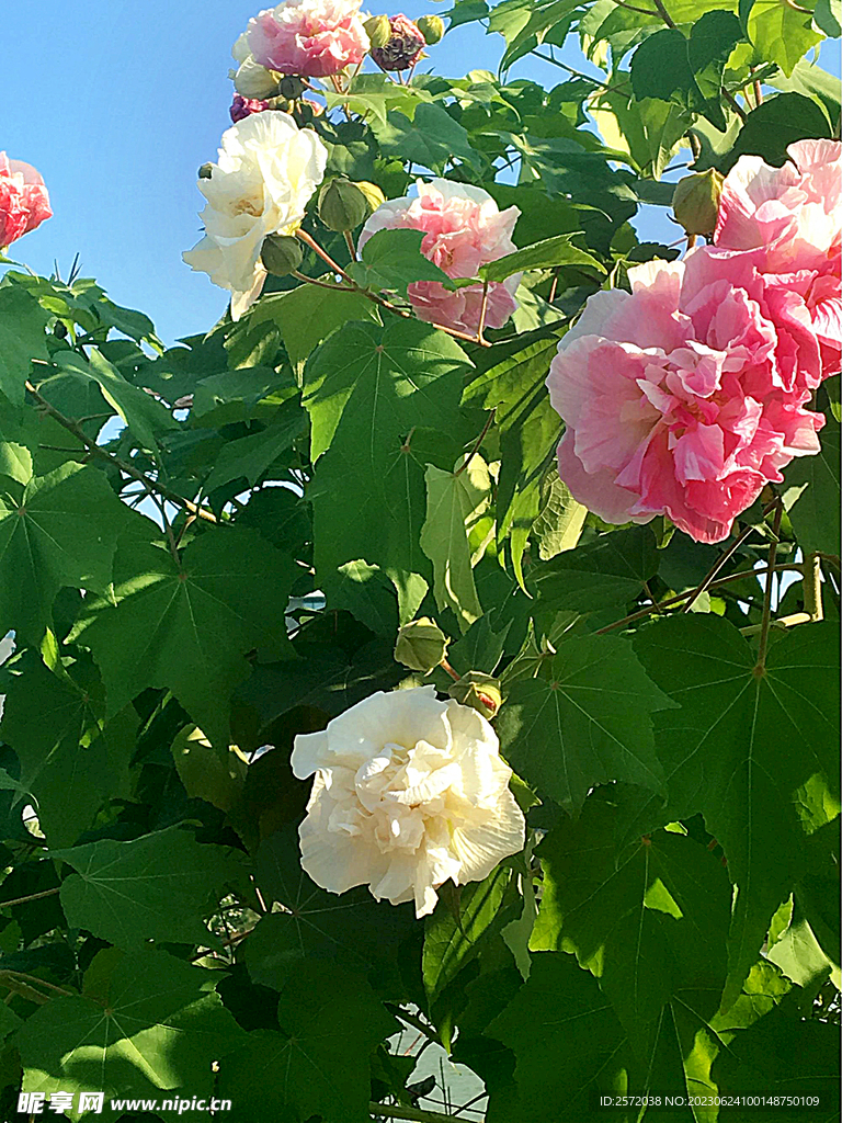 芙蓉花开