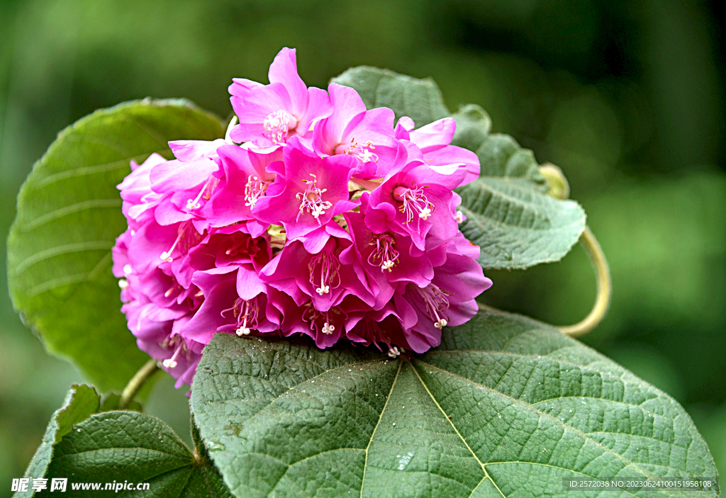 芙蓉花开