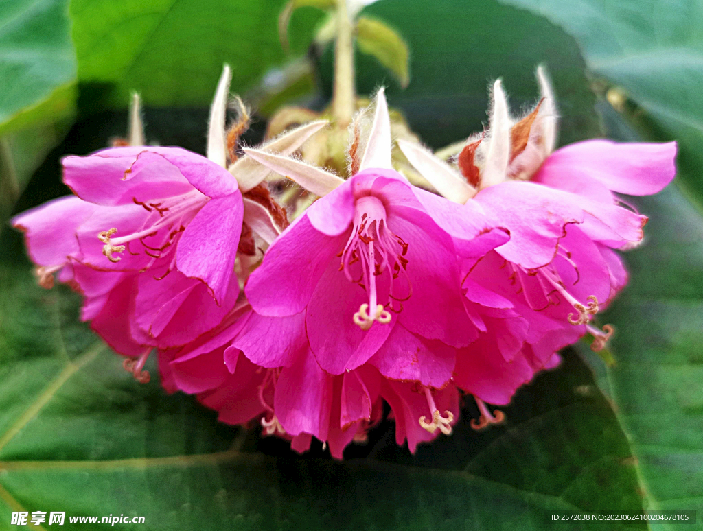 芙蓉花开