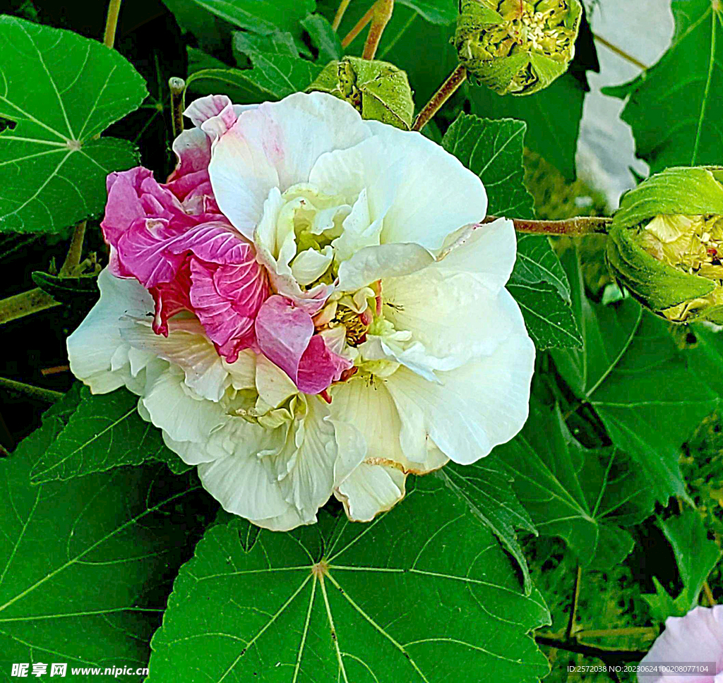 芙蓉花开