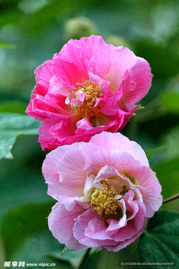 芙蓉花开