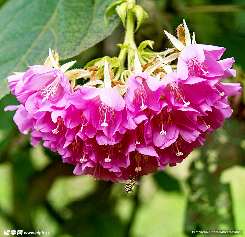 芙蓉花开