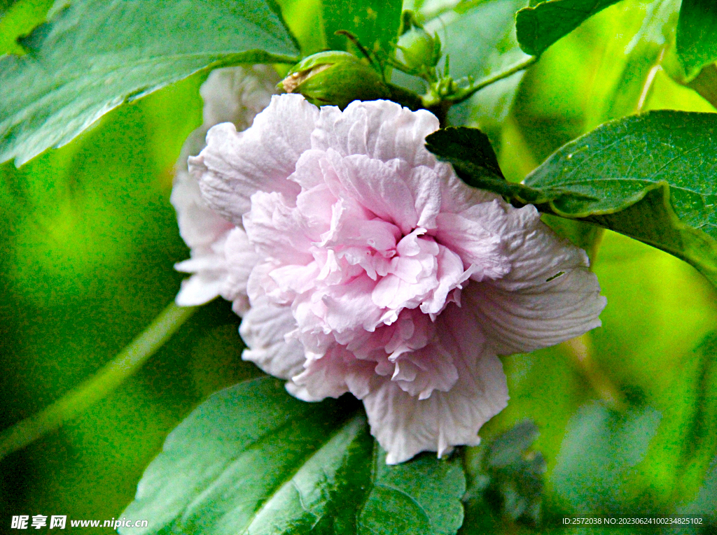 芙蓉花开