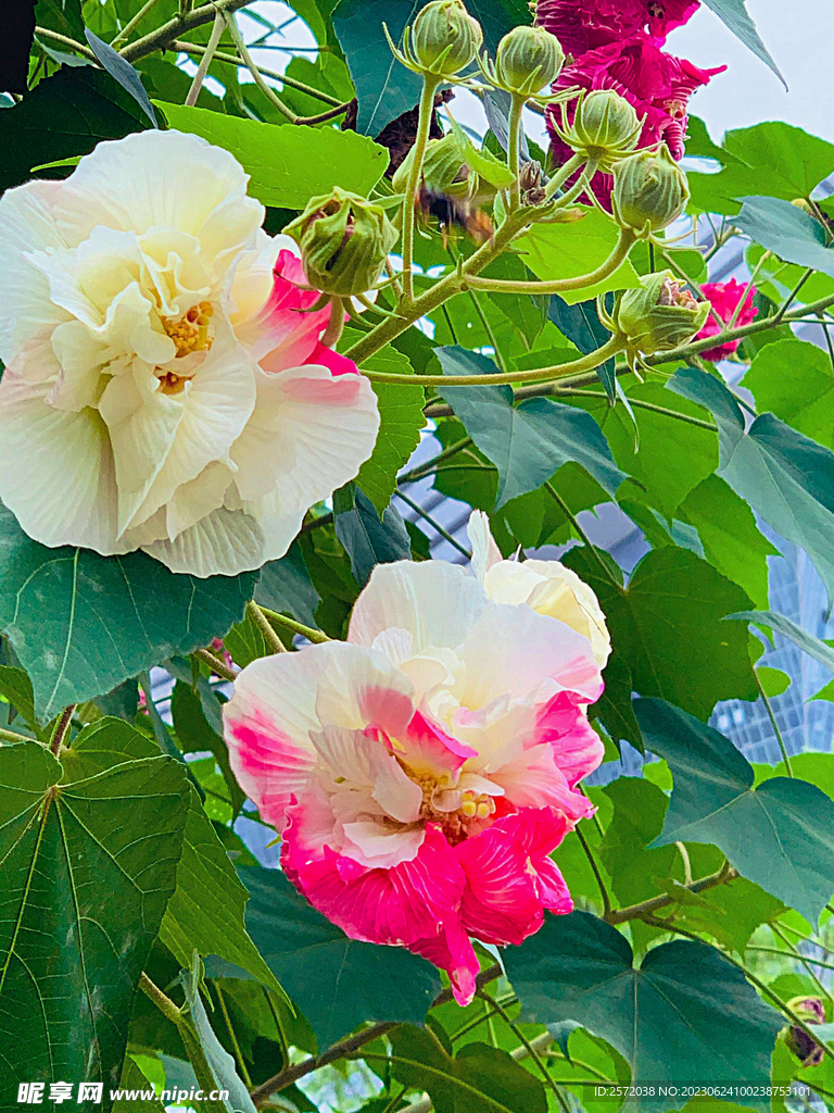 芙蓉花开