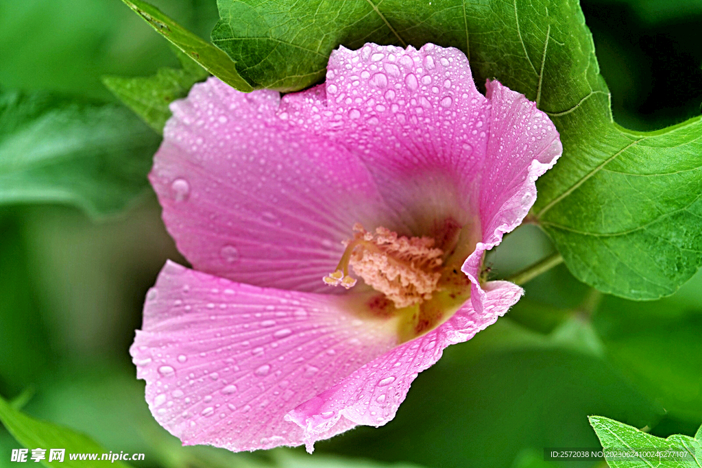 芙蓉花开