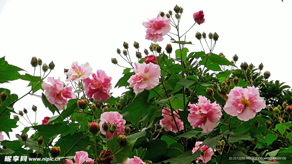 芙蓉花开