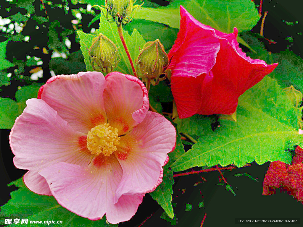 芙蓉花开