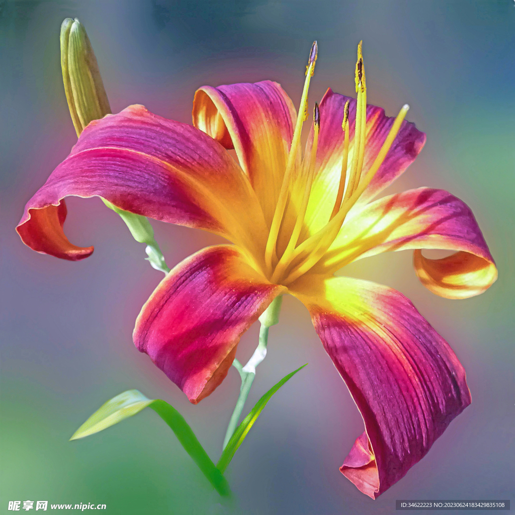 太阳花
