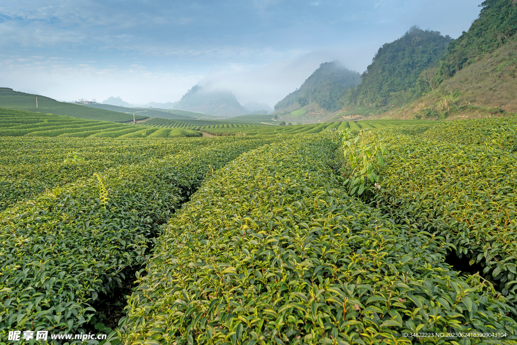 茶山