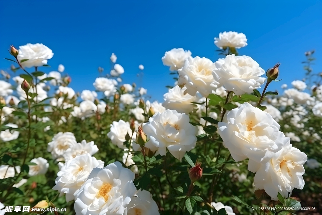 白色月季花丛
