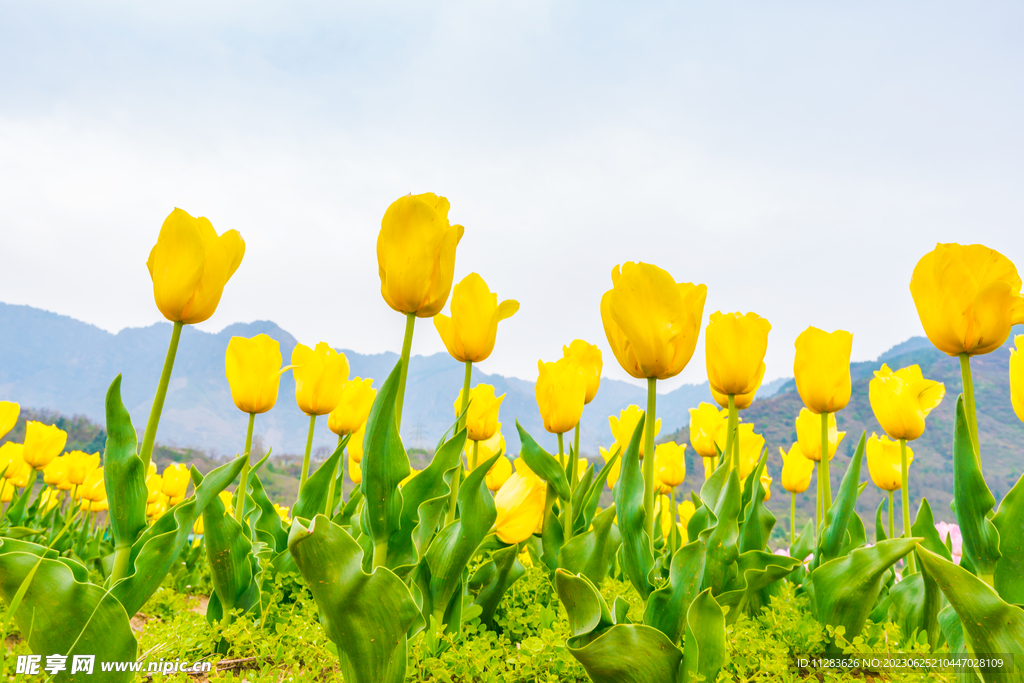 黄色郁金香花丛