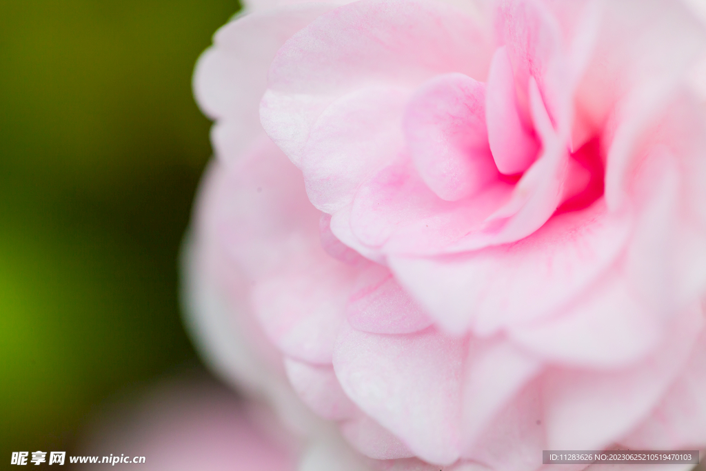 玫瑰花特写