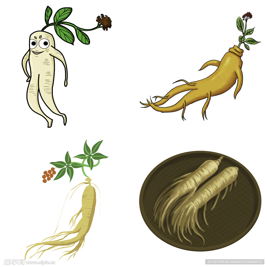 中药药材草药人参西洋参