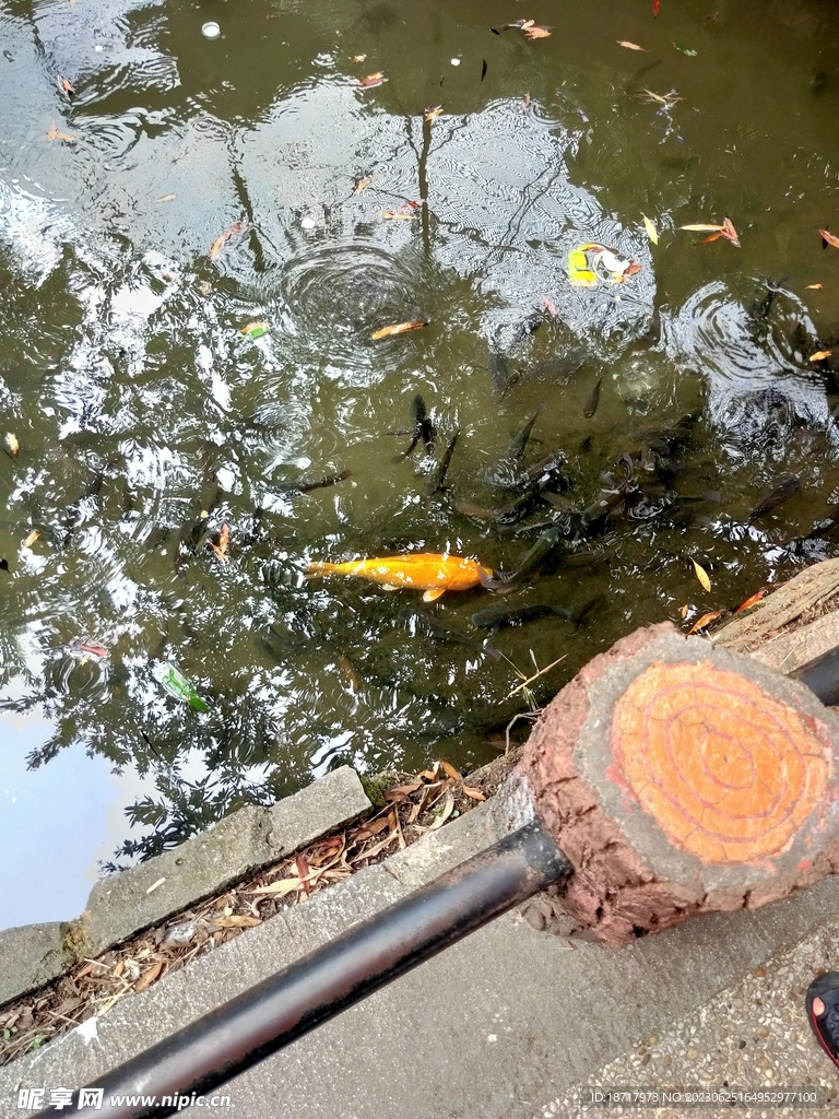 金鱼
