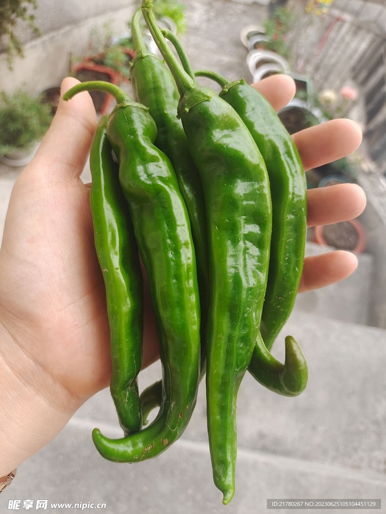 种辣椒 青椒