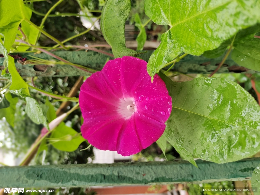 牵牛花